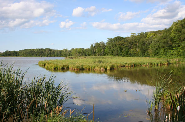 Wetlands ©