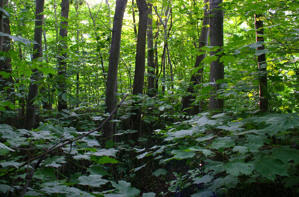 Forest ©