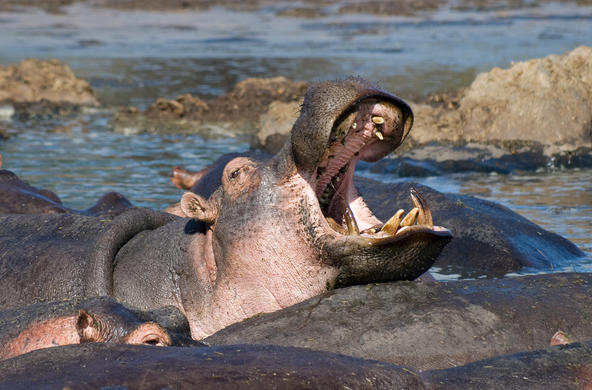 Hippo CC by Stig Nygaard