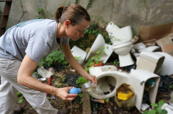 Shannon LaDeau sampling toilets for mosquito larva