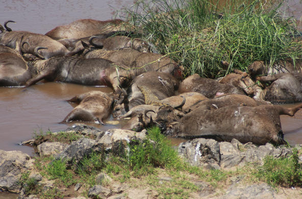 Mara wildebeest carcasses CC by Amanda Sualusky