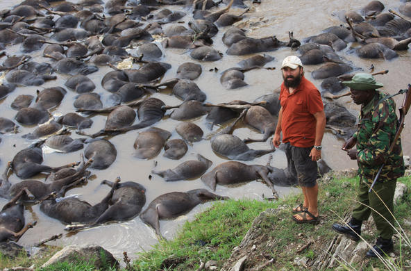 Mara wildebeest crossing CC by paul gaemi