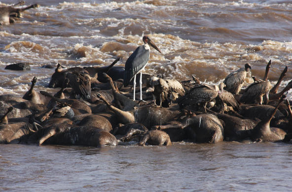 Mara river wildebeest carcasses CC by Amanda Subalusky