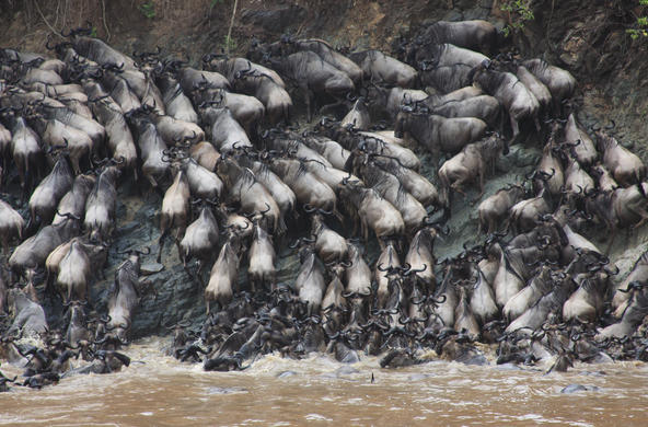 Mara wildebeast migration CC by Chrris Dutton