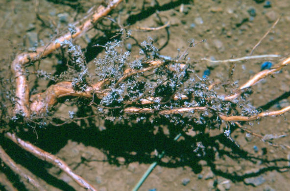 Mycorrhizae CC by Scot nelson