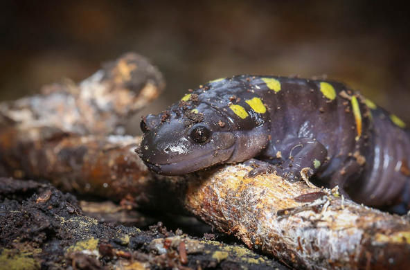 salamander