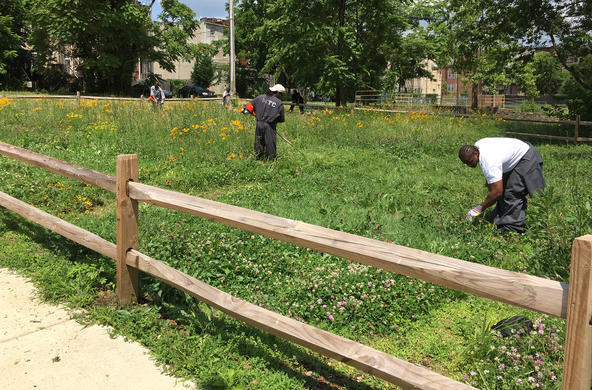 Baltimore vacant lot with wildflowers.