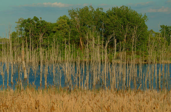 wetlands