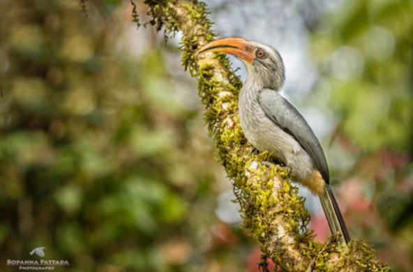 hornbill