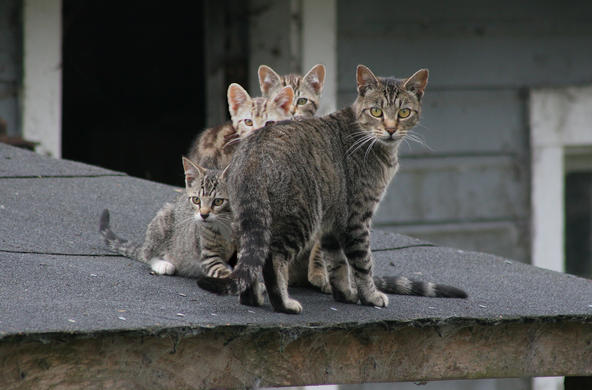 cats on roof CC; Chriss Haight Pagani 