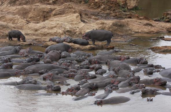 Hippos congregate in pools along the Mara River. CC: Christopher Dutton