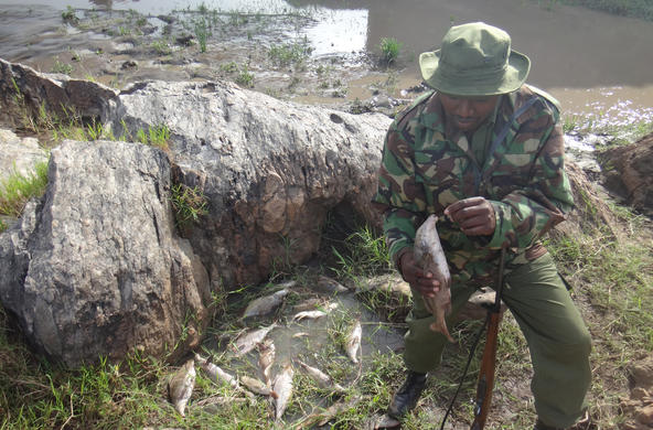 A Mara Conservancy Ranger. CC: Christopher Dutton