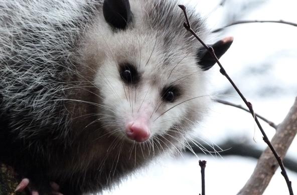 opossum