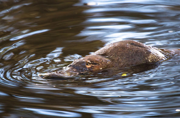 platypus