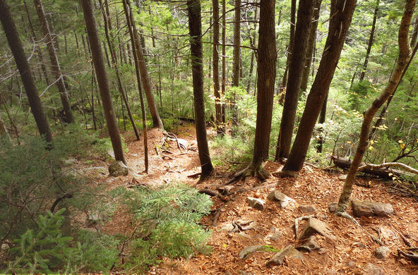 Forest in New Hampshire. CC: Robert Linsdell