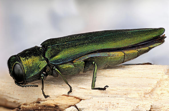 Emerald Ash Borer Credit: David Wagner