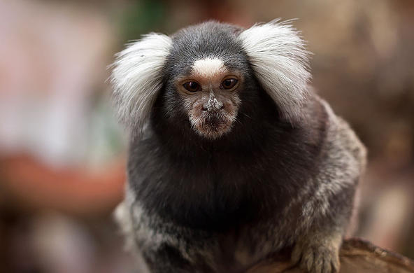common marmoset cc by leszek leszczynski