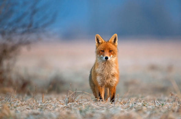 Red fox. ©