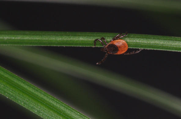 Tick on leaf. CC by AFPMB