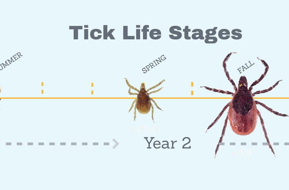 Tick life stages CC Leslie Tumblety