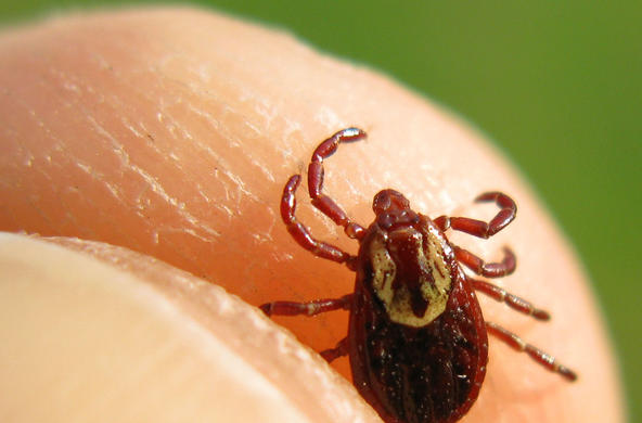 tick on thumb