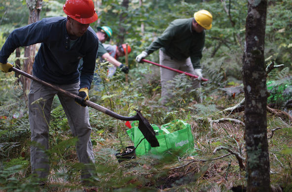 In NC, stands of eastern hemlock are dying due to the hemlock woolly adelgid.  Credit: US Fish and Wildlife Service