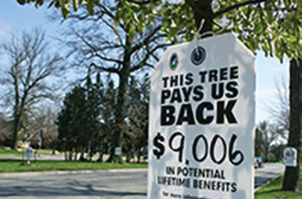 tree smart
