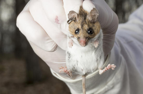 White-footed mouse ©Robin Moore