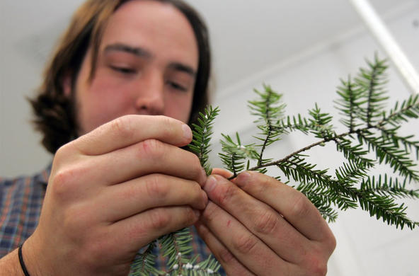 Hemlock woolly adelgid ©John Bazemore/AP