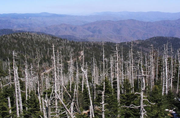 acid rain smoky mountains