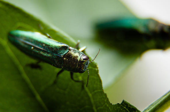 emerald ash borer cc chesapeake bay program