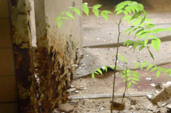 urban plant