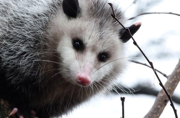 oppossum