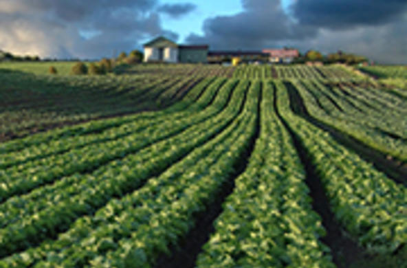 crops