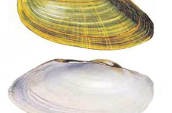 pearly mussels