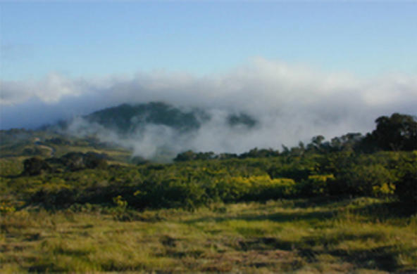 fog chile