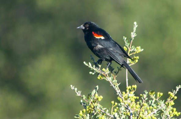 redwing blackbird cc angelique