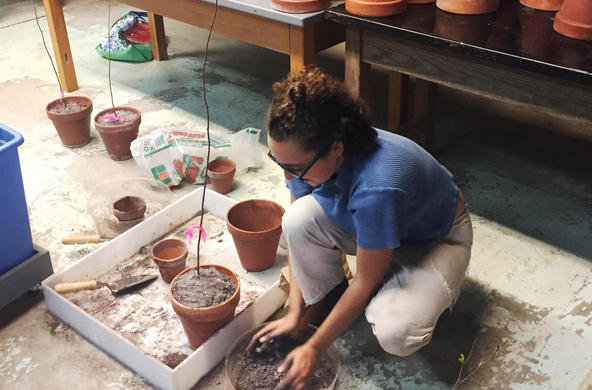 repotting Speckled alder seedlings. Credit: Marco Alvarez