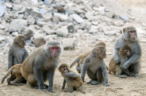 rhesus macaque cc paul asman