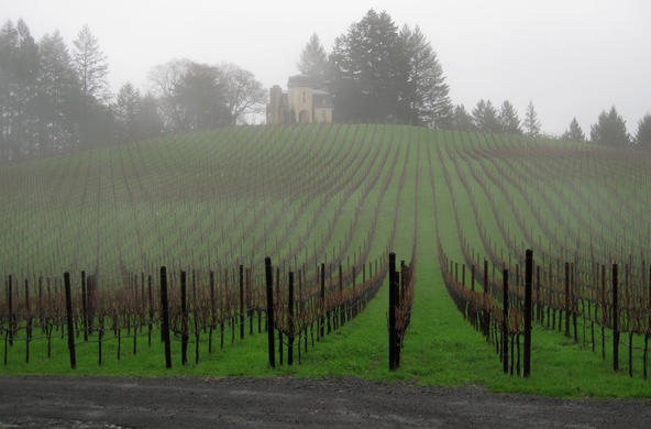 terra vineyards fog
