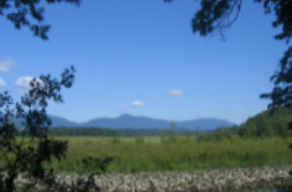 tidal marsh