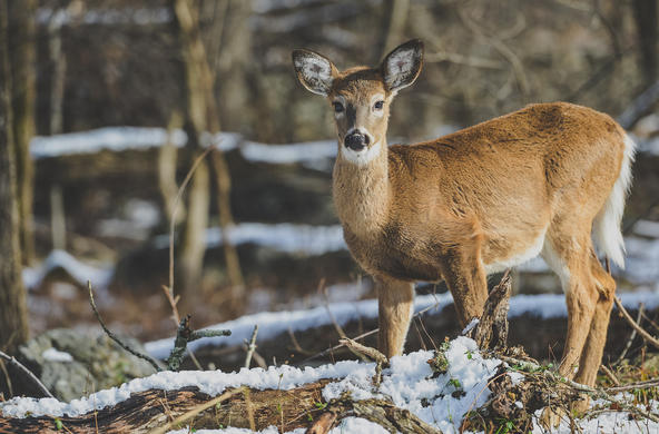 white-tailed deer ©