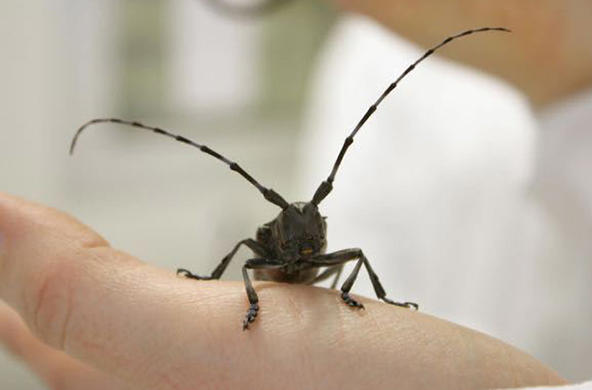 asian longhorned beetle