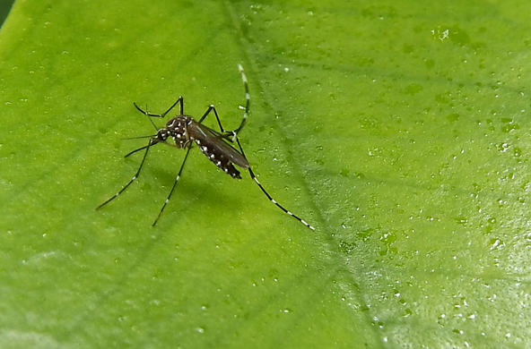 asian tiger mosquito cc ian jacob