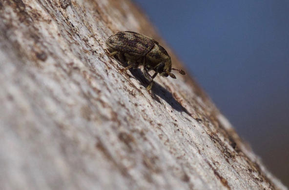 eaastern ash bark beetle cc scott king