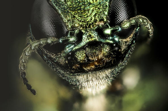 emerald ash borer usgs