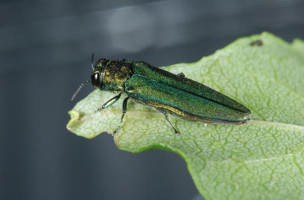 emerald ash borer cc delaware agriculture