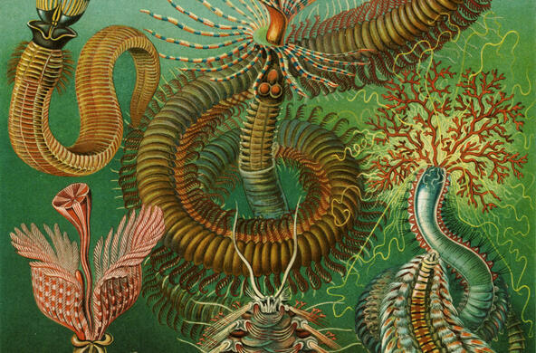 ernst haeckel illustration