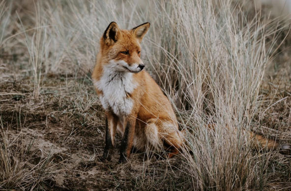 red fox