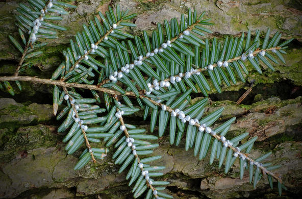 hemlock woolly adelgid cc nicholas ionelli